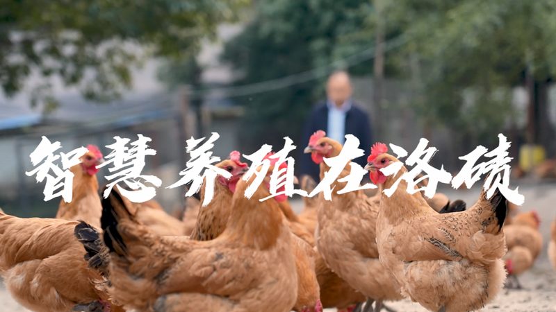 PCR检测实验室流程步骤详解：从样本处理到结果分析