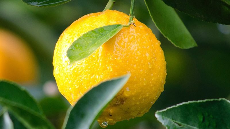 实验室生物试剂操作规范：安全与效率的双重保障
